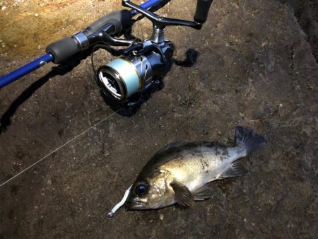 磯メバル　リベンジ