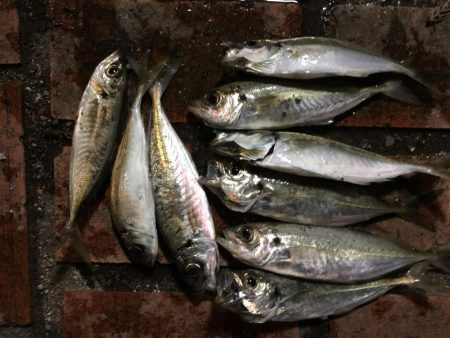 はっきりしない時合い