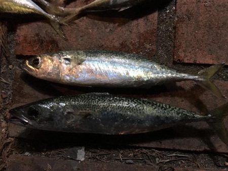 アジ28匹、サバ2匹