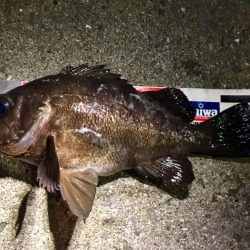 ２週間ぶりのガチンコメバリング