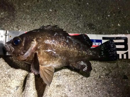 ２週間ぶりのガチンコメバリング