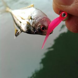 浜名湖ライトゲーム