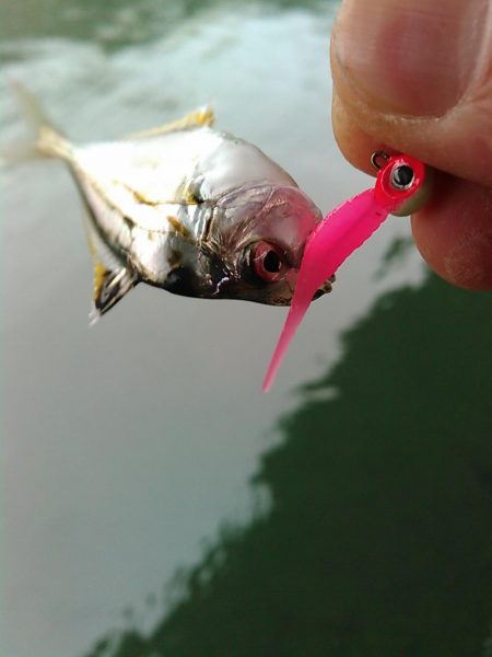 浜名湖ライトゲーム