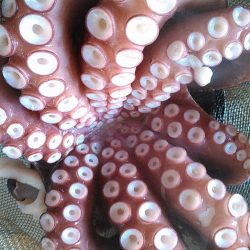 浜名湖でタコが釣れました