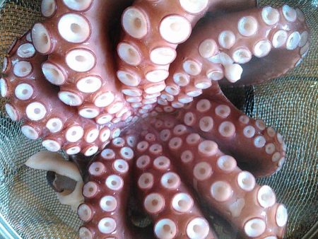 浜名湖でタコが釣れました