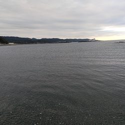 サーフでも　アオリイカゲットできました!!