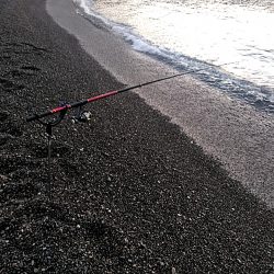 アオリイカ１杯上がりました！！