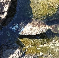 須江でグレ釣り