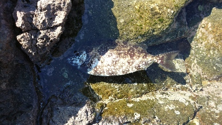 須江でグレ釣り