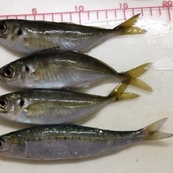 海老撒きは撃沈!