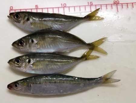 海老撒きは撃沈!