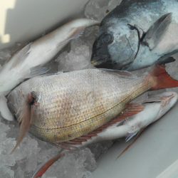 こうゆう丸 釣果