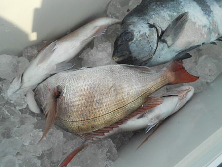 こうゆう丸 釣果