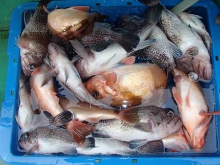 第二むつ漁丸 釣果