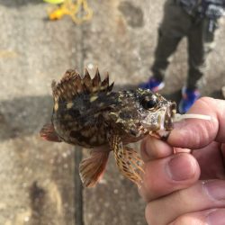 家族連れでも楽しめる！癒しのカサゴゲーム入門～広島宇品港編【カズ・ハシモト氏連載 vol.5】