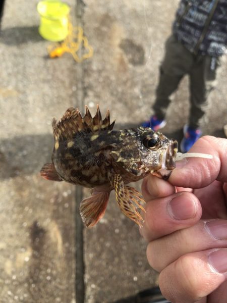 家族連れでも楽しめる！癒しのカサゴゲーム入門～広島宇品港編【カズ・ハシモト氏連載 vol.5】