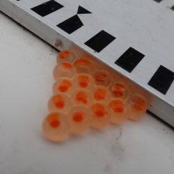 フィッシングレイクたかみや 釣果