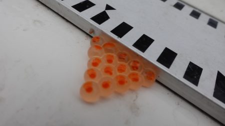 フィッシングレイクたかみや 釣果