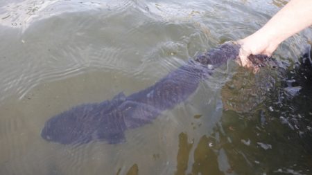 フィッシングレイクたかみや 釣果