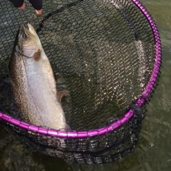 フィッシングレイクたかみや 釣果