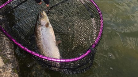 フィッシングレイクたかみや 釣果