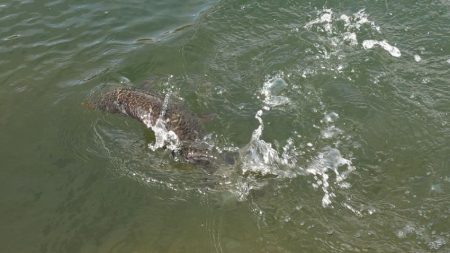 フィッシングレイクたかみや 釣果