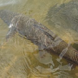 フィッシングレイクたかみや 釣果