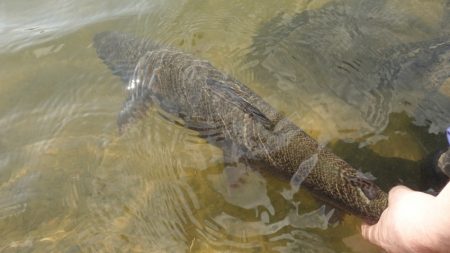 フィッシングレイクたかみや 釣果