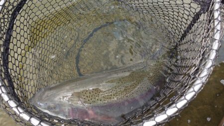 フィッシングレイクたかみや 釣果