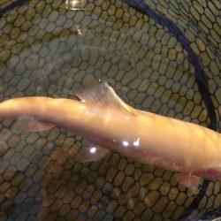 フィッシングレイクたかみや 釣果