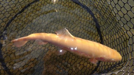 フィッシングレイクたかみや 釣果