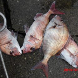 大進丸(新潟) 釣果