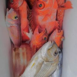 遊漁船 新鋭丸 釣果