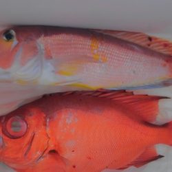 遊漁船 新鋭丸 釣果