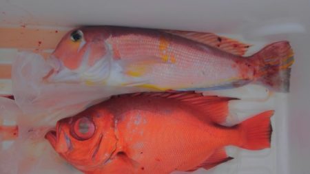 遊漁船 新鋭丸 釣果