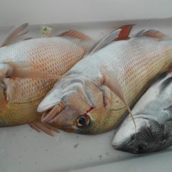 こうゆう丸 釣果