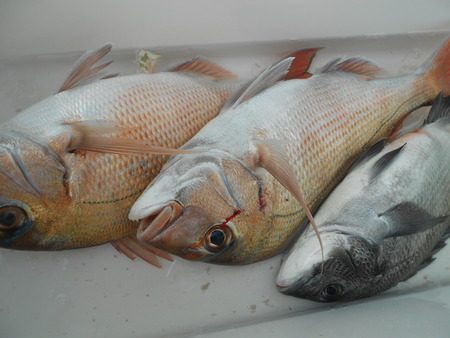 こうゆう丸 釣果