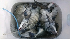 まこと渡船 釣果