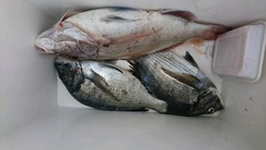 まこと渡船 釣果