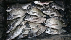 まこと渡船 釣果