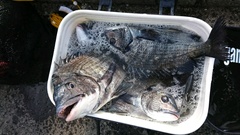 まこと渡船 釣果