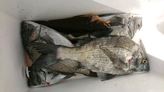 まこと渡船 釣果