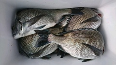 まこと渡船 釣果