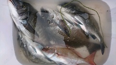 まこと渡船 釣果