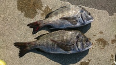 まこと渡船 釣果