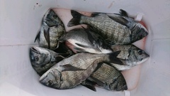 まこと渡船 釣果