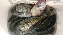 まこと渡船 釣果