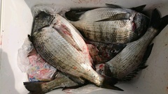 まこと渡船 釣果