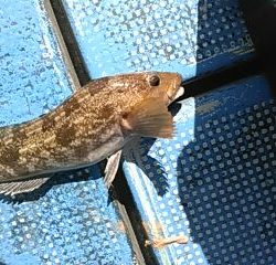 フィッシングガイド りょう 釣果