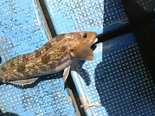 フィッシングガイド りょう 釣果